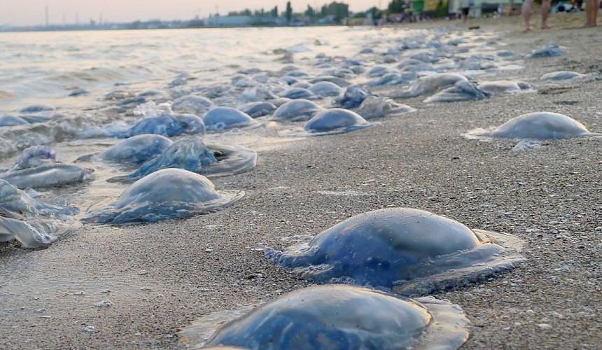 Туристы пожаловались на нашествие медуз в Азовском море