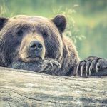 Туристам посоветовали не ночевать в природном парке после нападения медведей