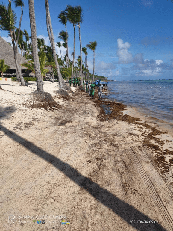 Водоросли в Доминикане: справляются ли отели с ежегодным нашествием «зеленых»