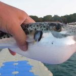 Собирающихся на отдых в Турцию припугнули ядовитыми рыбами фугу